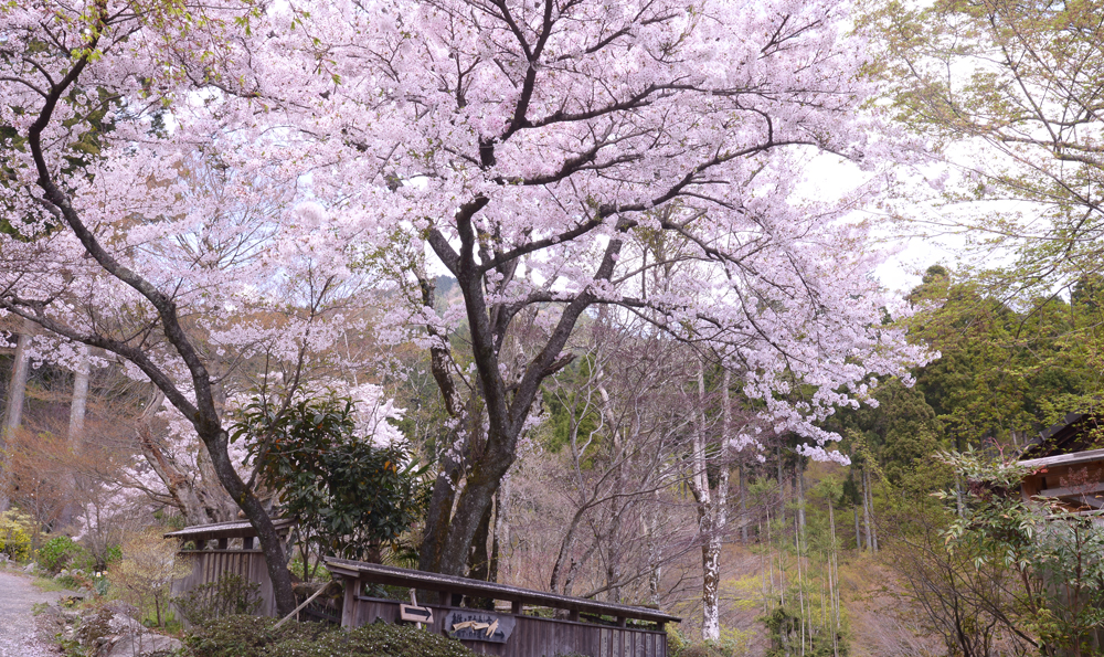 春の景色