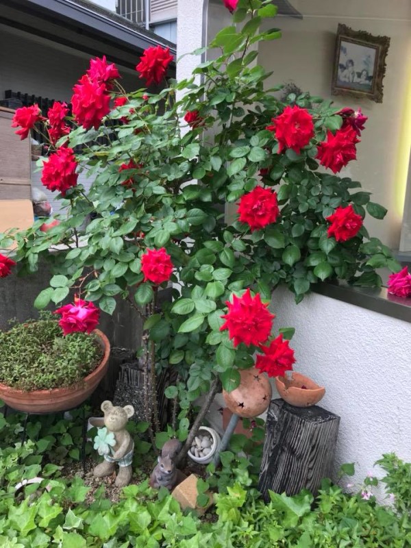 階段横の花壇には50年という歳月を掛けて、お店を彩る美しいバラが咲く