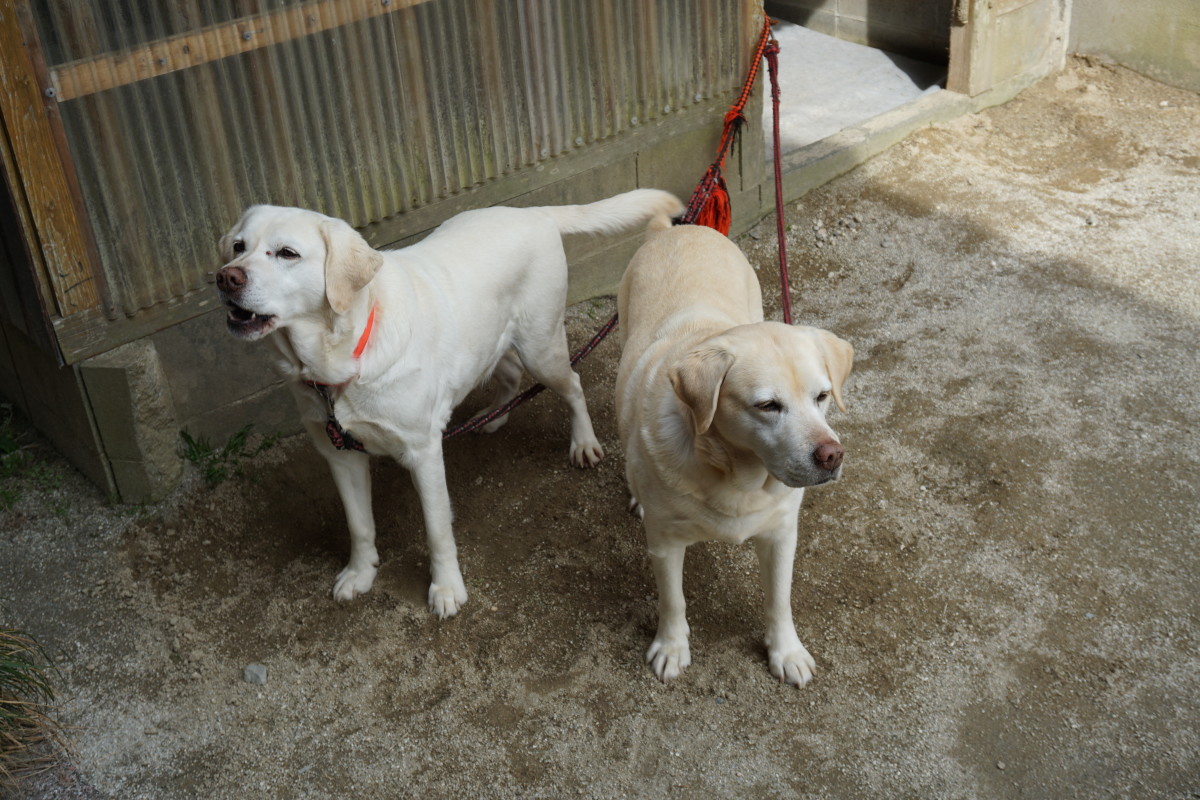 看板犬がお出迎えします♪