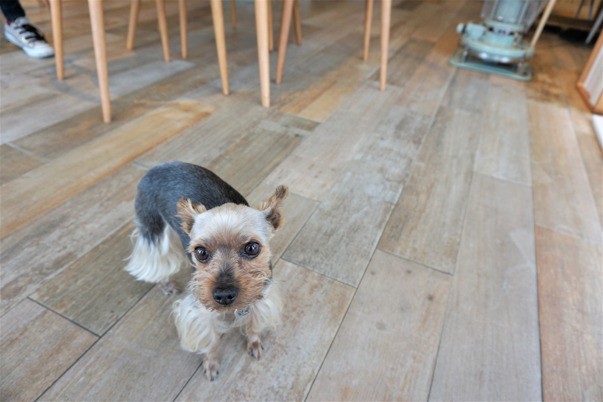 看板犬「空（Kuu）」とお待ちしております！