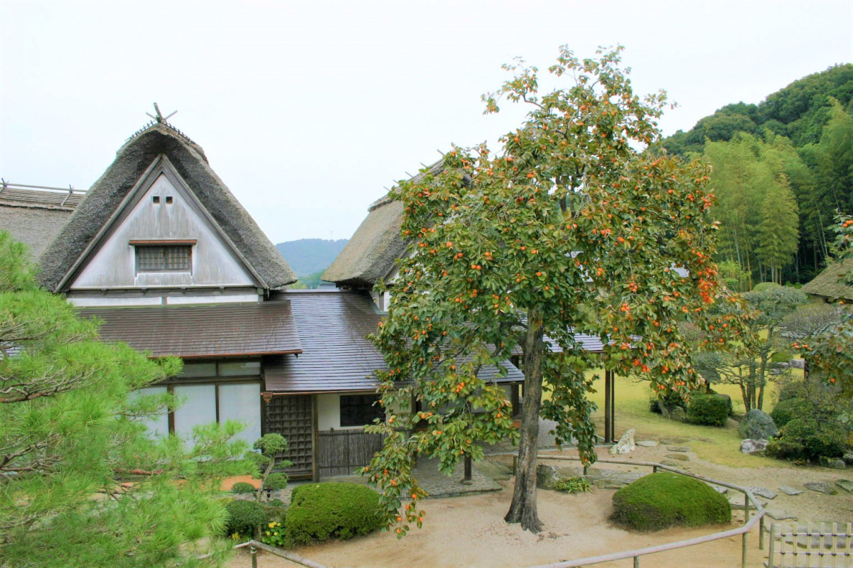 秋は紅葉と柿の木が見頃です！