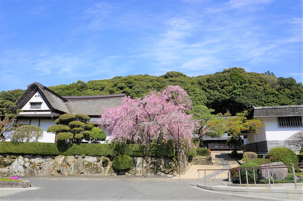 4月上旬から開花する枝垂桜