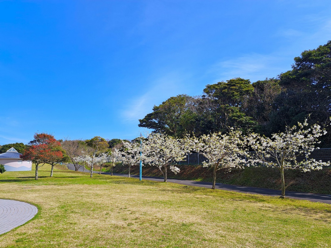 春には桜がきれいです♪