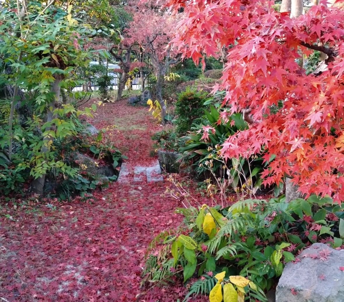 お庭の景色(秋)