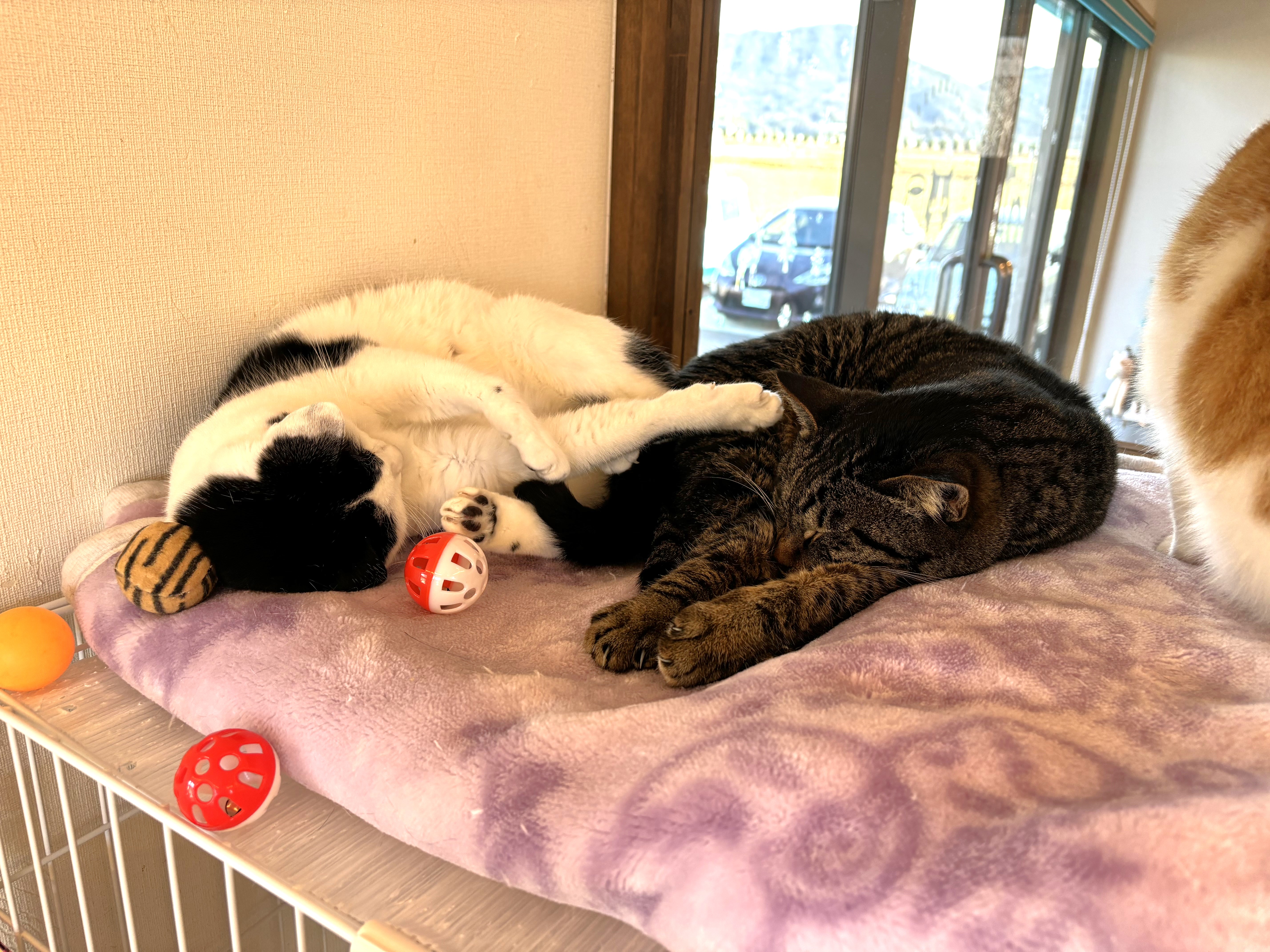 猫ちゃんたち