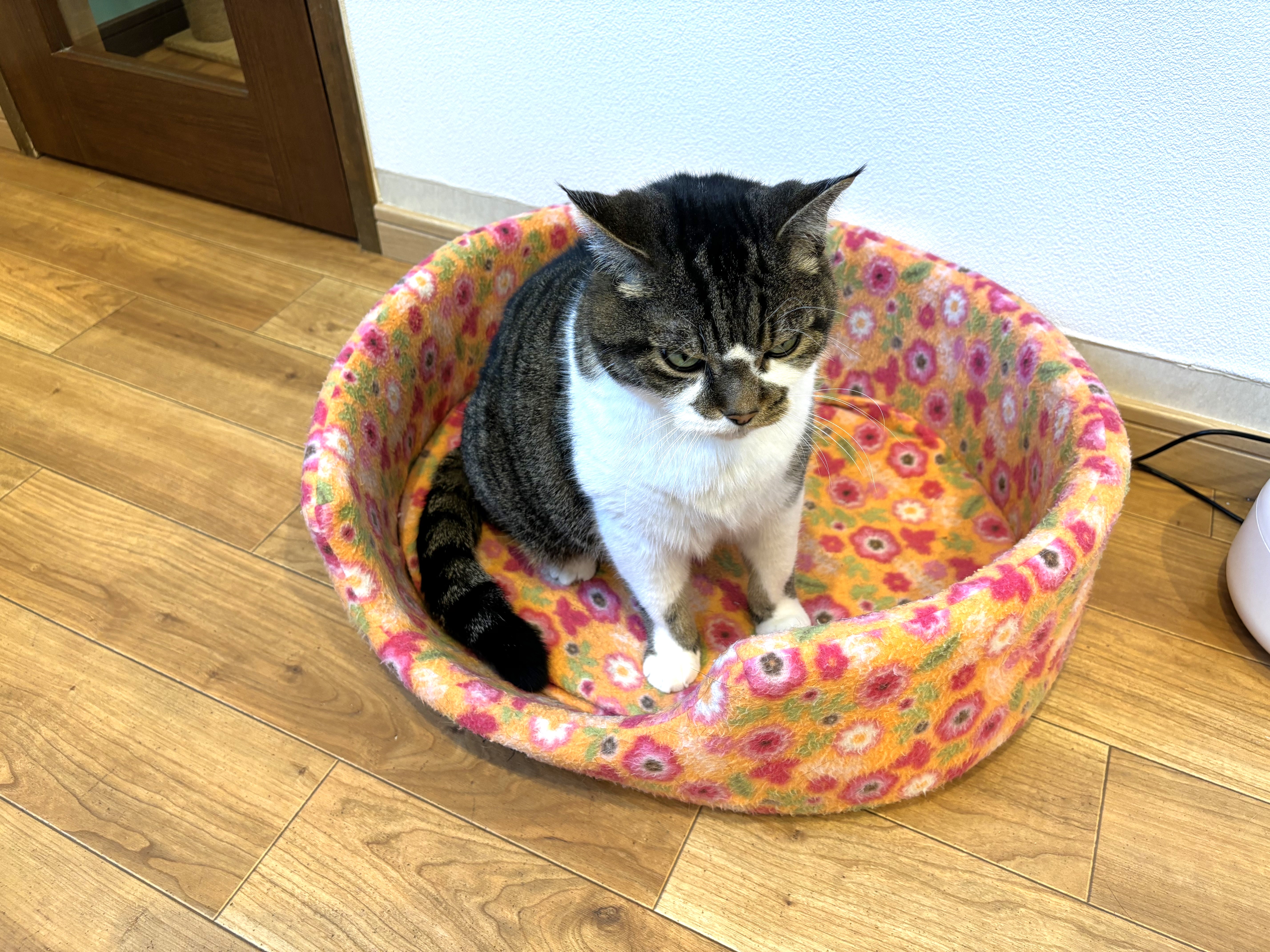 猫ちゃん